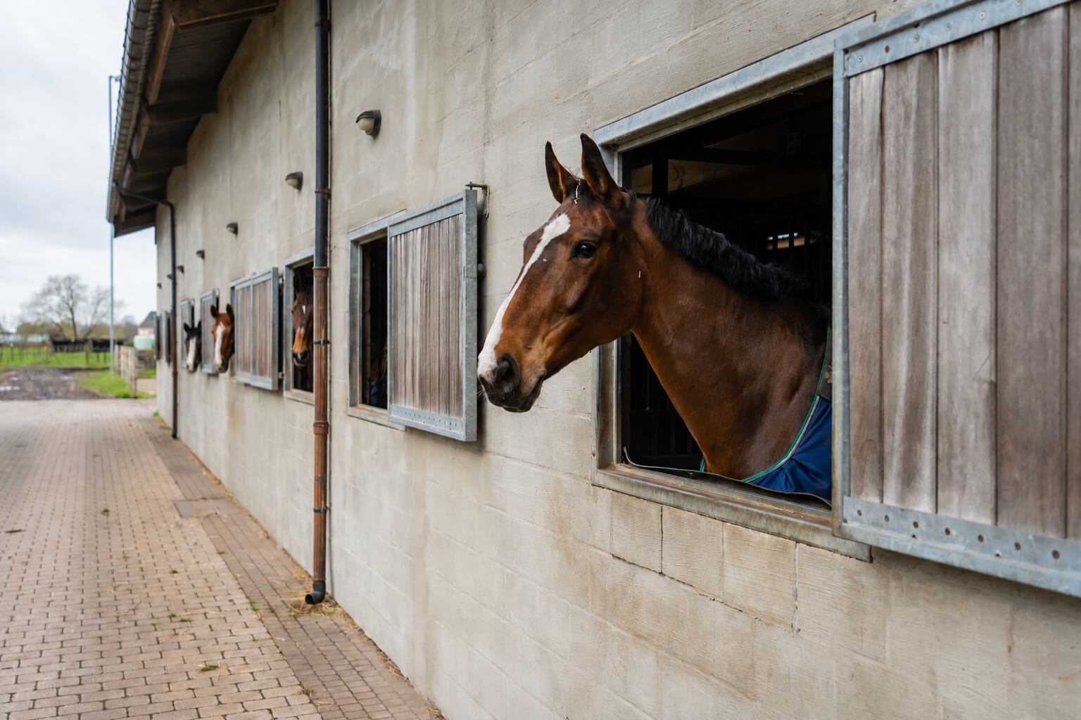 Paardenvastgoed in Kalken – schatter-expert hippisch en agrarisch vastgoed